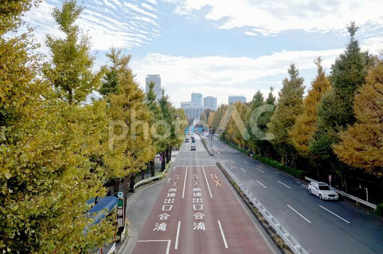 新宿　信濃町　紅葉 いちょう,信濃町,季節の写真素材