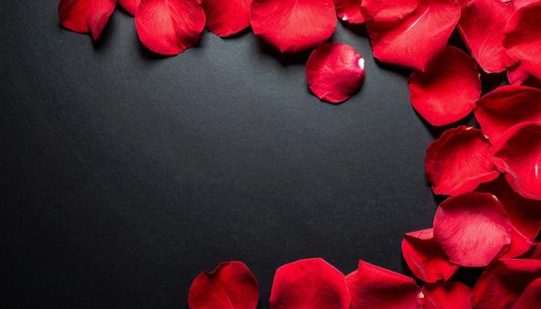 黒い背景に置かれた薔薇の花びら 黒い背景に置かれた薔薇の花びらの写真