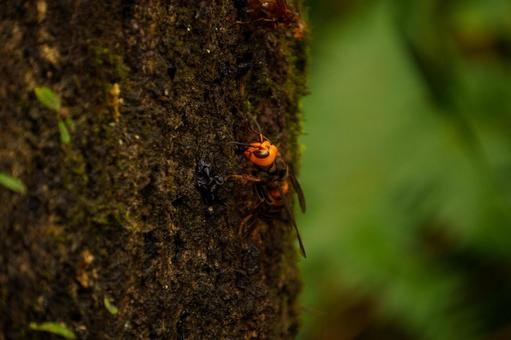 樹液を吸う危険なオオスズメバチの写真