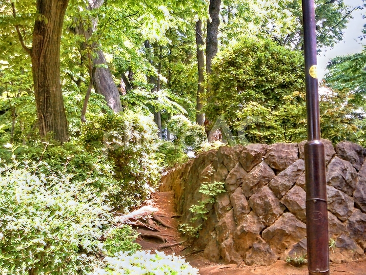 世田谷城址公園(投稿1)11 木,木々,風景の写真素材
