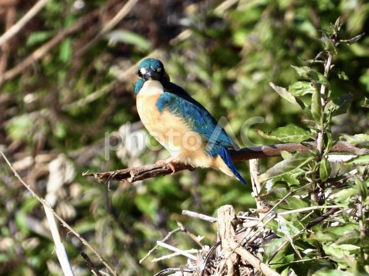 枯れ枝につかまるカワセミ 鳥,野鳥,カワセミの写真素材