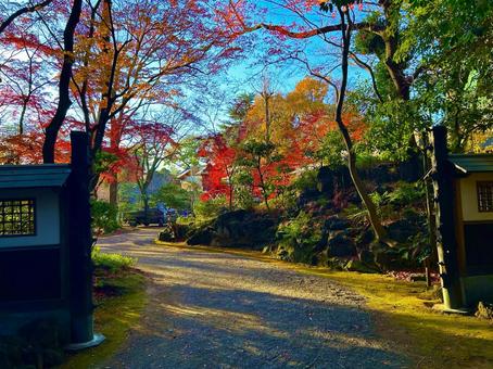 紅葉(三島市立公園楽寿園) 紅葉(三島市立公園楽寿園) 紅葉,もみじ,楓の写真素材