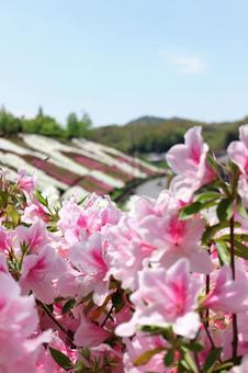 Azalea, JPG Azalea, JPG