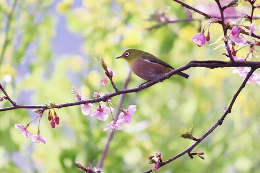 菜の花を背景にした桜と可愛いメジロ 菜の花を背景にした桜と可愛いメジロ メジロ,桜,春の写真素材
