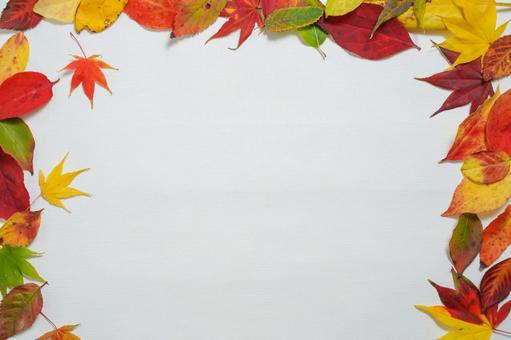 紅葉した葉 紅葉した葉の写真