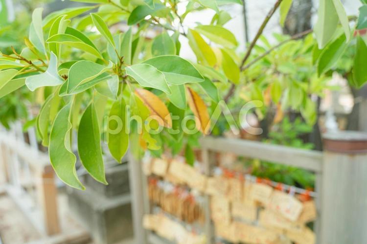 植物　葉っぱと神社の絵馬の壁紙 葉っぱ,初夏,絵馬の写真素材