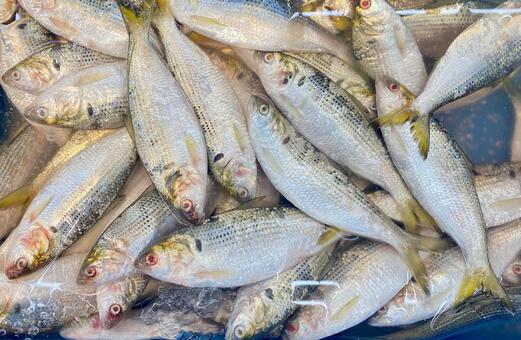 たくさんのコノシロ コノシロ,魚,釣るの写真素材