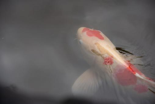 水中の紅白錦鯉の写真