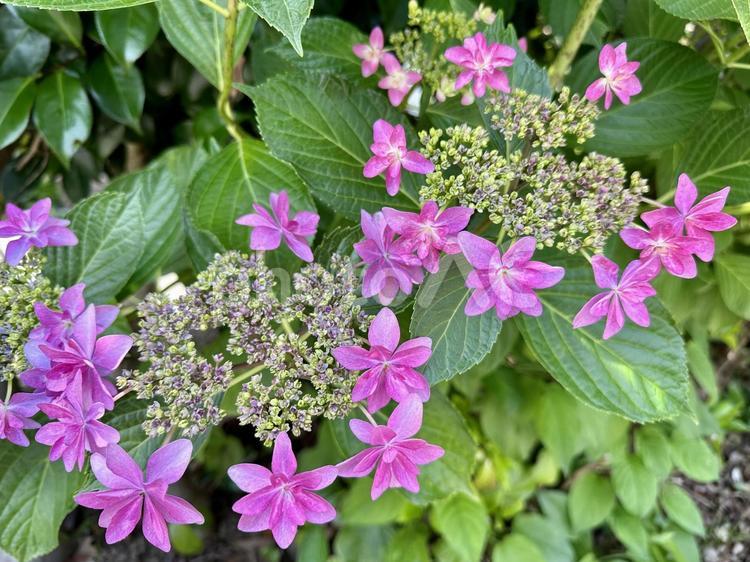 あじさい（ガクアジサイ） あじさい,アジサイ,紫陽花の写真素材