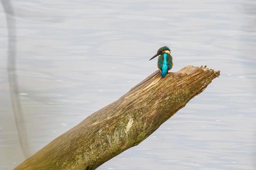 カワセミ(23) 鳥,カワセミ,オスの写真素材