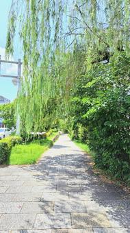バス停からの風景(京都市,三条京阪) バス停からの風景(京都市,三条京阪) 歩道,柳,木漏れ日の写真素材