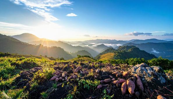 収穫したさつま芋 収穫したさつま芋の写真