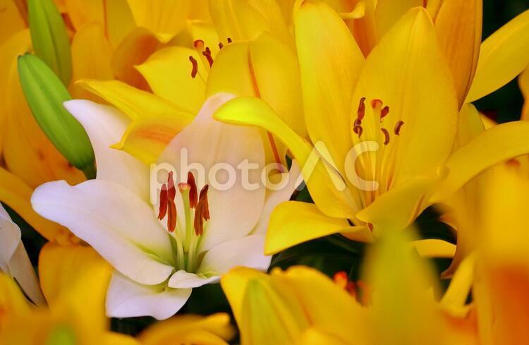 美しい百合の花 百合,ゆり,ユリの写真素材
