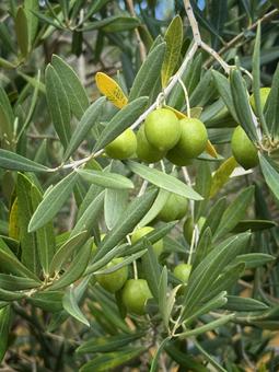 オリーブの実 オリーブ,実,葉の写真素材