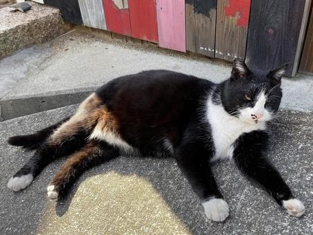 ふてぶてしい黒猫 ふてぶてしい黒猫の写真