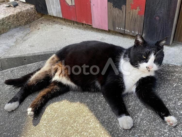 ふてぶてしい黒猫 黒猫,ふてぶてしい,かわいいの写真素材