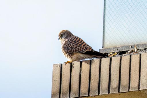 Kestrel, JPG Kestrel, JPG