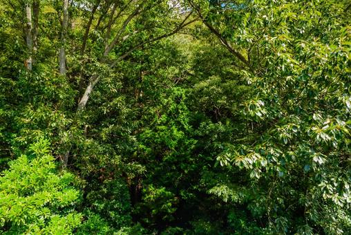 【鳥取】鳥取市の砂丘に抜ける森 鳥取,鳥取市,tottoriの写真素材