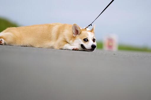 コーギーのポートレート 犬,コーギー,ウェルシュコーギーの写真素材