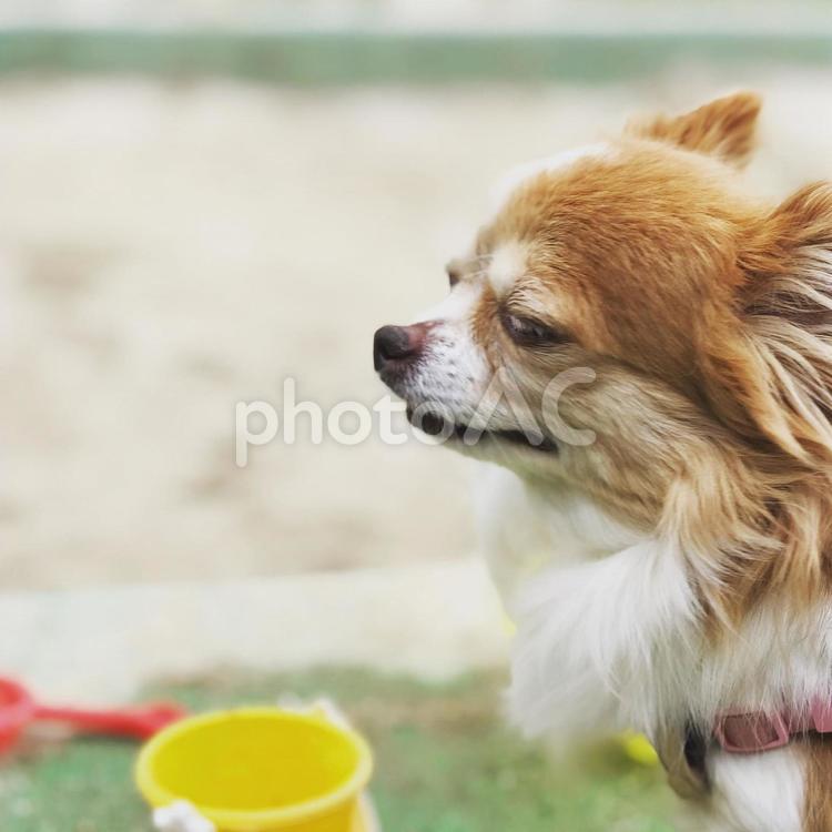 気持ちいい風〜チワワ チワワ,犬,ロングコートチワワの写真素材