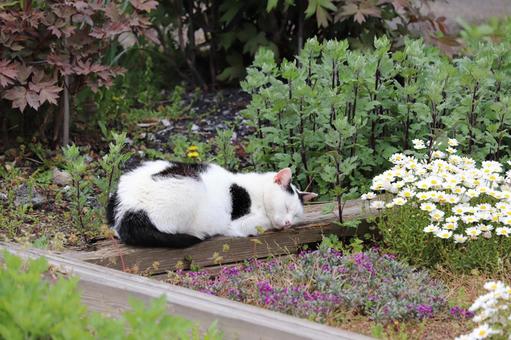 錆びれた花壇で眠る猫 錆びれた花壇で眠る猫の写真