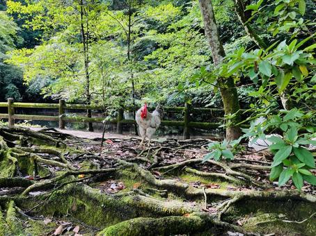 石上神宮　神鶏　ニワトリ 石上神宮,奈良県天理市,十六社の写真素材