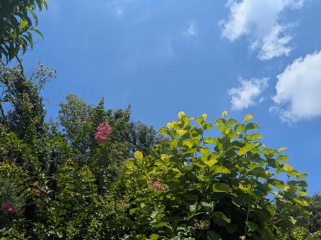 初夏の空 初夏の空 初夏の空,青空,高い空の写真素材