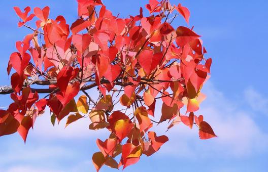 鮮やかなナンキンハゼの紅葉 紅葉,ナンキンハゼ,赤色の写真素材