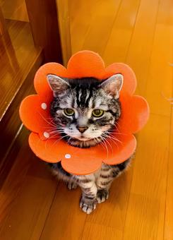 エリザベスカラーを着けたデブ猫さん3 エリザベスカラーを着けたデブ猫さん3の写真