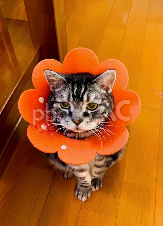 エリザベスカラーを着けたデブ猫さん3 猫,猫画像,エリザベスカラーの写真素材