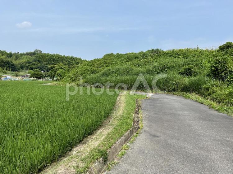 田園風景② 田んぼ,田園,風景の写真素材