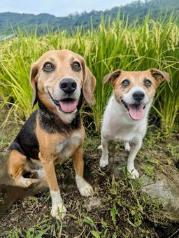 秋のお散歩楽しい! 秋のお散歩楽しい! 犬,ビーグル,ジャックラッセルテリアの写真素材