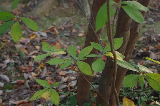 木漏れ日が穏やかな森　11 森,林,樹木の写真素材