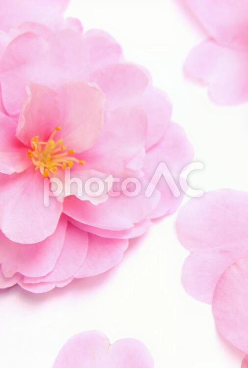 おしゃれな花のイメージ 花,花びら,お祝いの写真素材