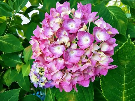 Hydrangea, JPG Hydrangea, JPG