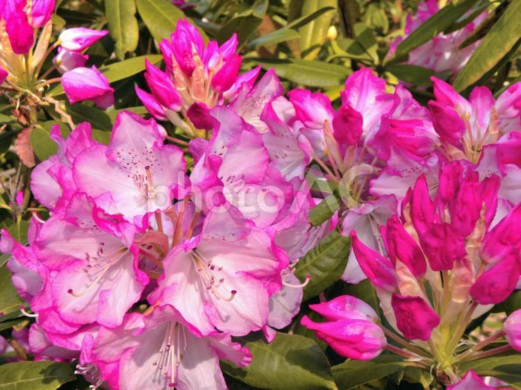 セイヨウシャクナゲの花_02 シャクナゲ,ロードデンドロン,セイヨウシャクナゲの写真素材