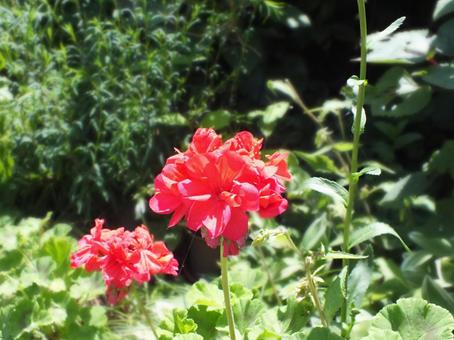ゼラニウム 赤い花 ゼラニウム 赤い花の写真