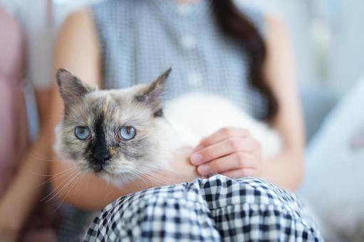 膝の上でくつろぐ猫 猫,1匹,ラグドールの写真素材