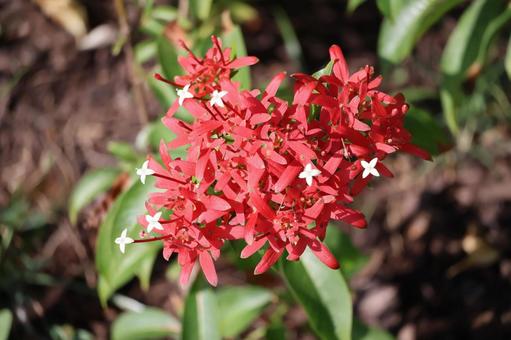 赤い花びらのサンタンカの花のアップ 赤い,花びら,サンタンカの写真素材