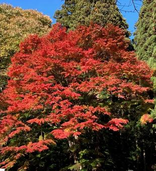 紅葉6 紅葉6の写真