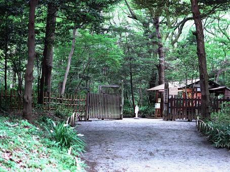 緑豊かな森の静寂な入り口 緑豊かな森の静寂な入り口 森林,緑,自然の写真素材