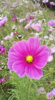 cosmos, JPG
