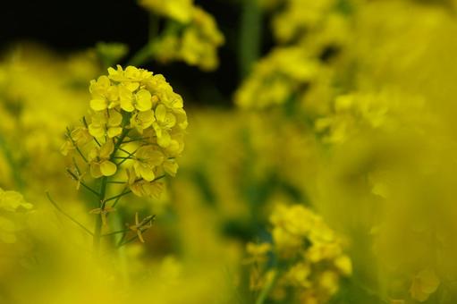 Photo, rape blossoms, yellow, spring, 