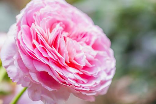 ピンク色の薔薇 バラ,薔薇,花の写真素材