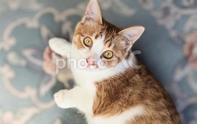 カメラ目線の茶トラの子猫 子猫,ねこ,猫の写真素材