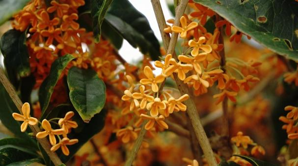 季節の花 季節の花 季節,花,金木犀の写真素材