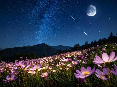 光る花 光る花の写真
