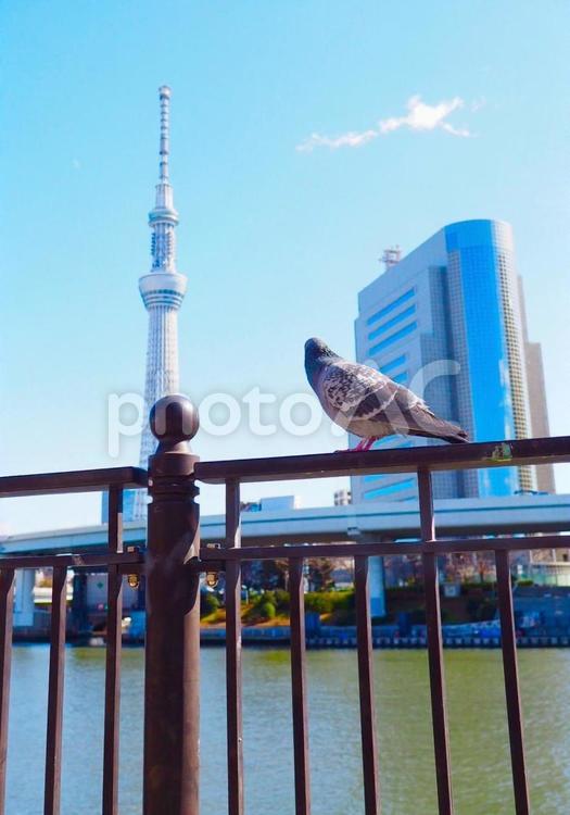 隅田川べりでスカイツリーを見上げる鳩 スカイツリー,鳩,鳥の写真素材