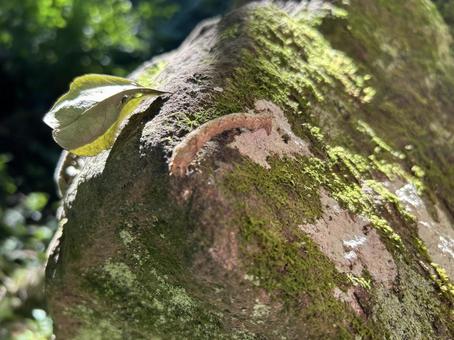 しゃくとりむし 昆虫,虫,自然の写真素材