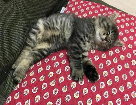猫のお昼寝 猫のお昼寝の写真